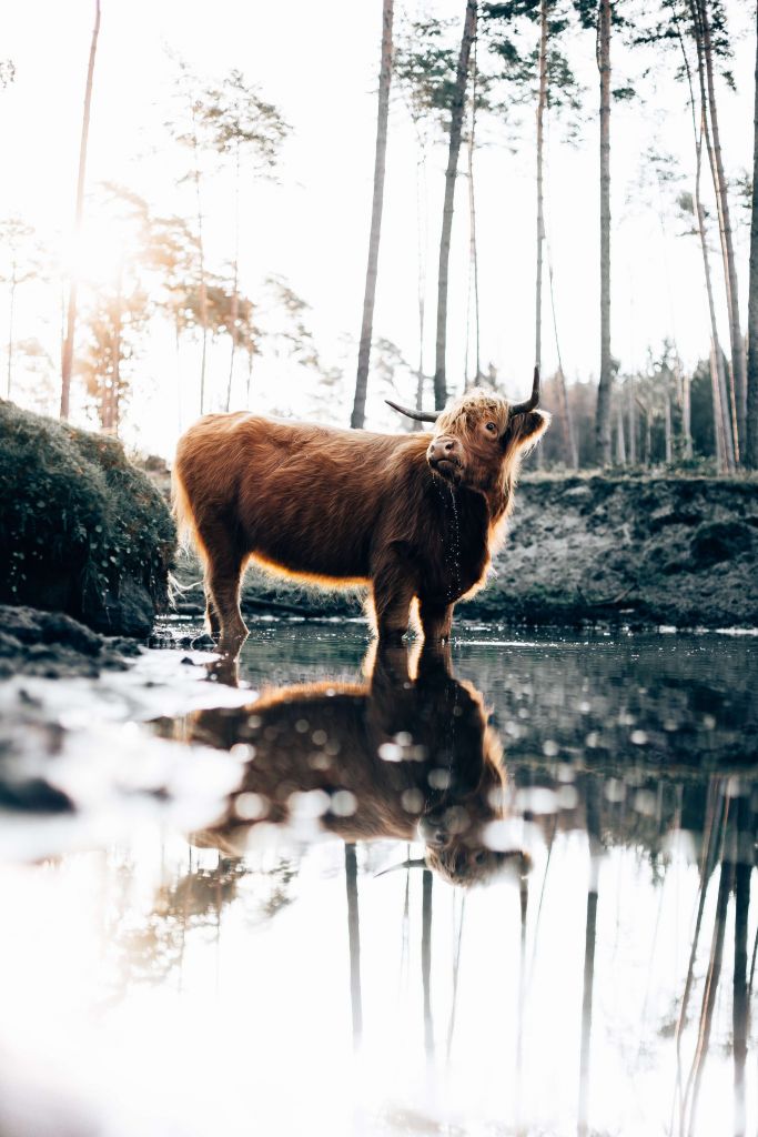 Highlander écossais dans l'eau