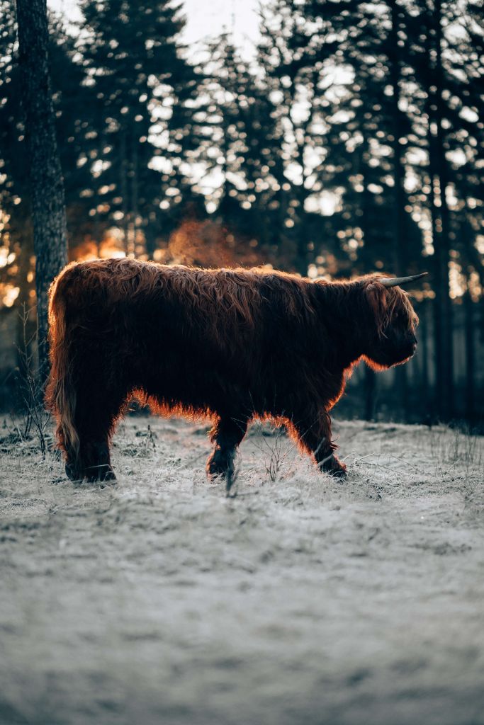 Highlander écossais un jour d'hiver