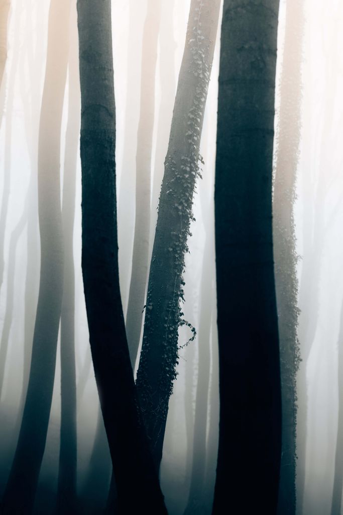 Brouillard dans une forêt de hêtres