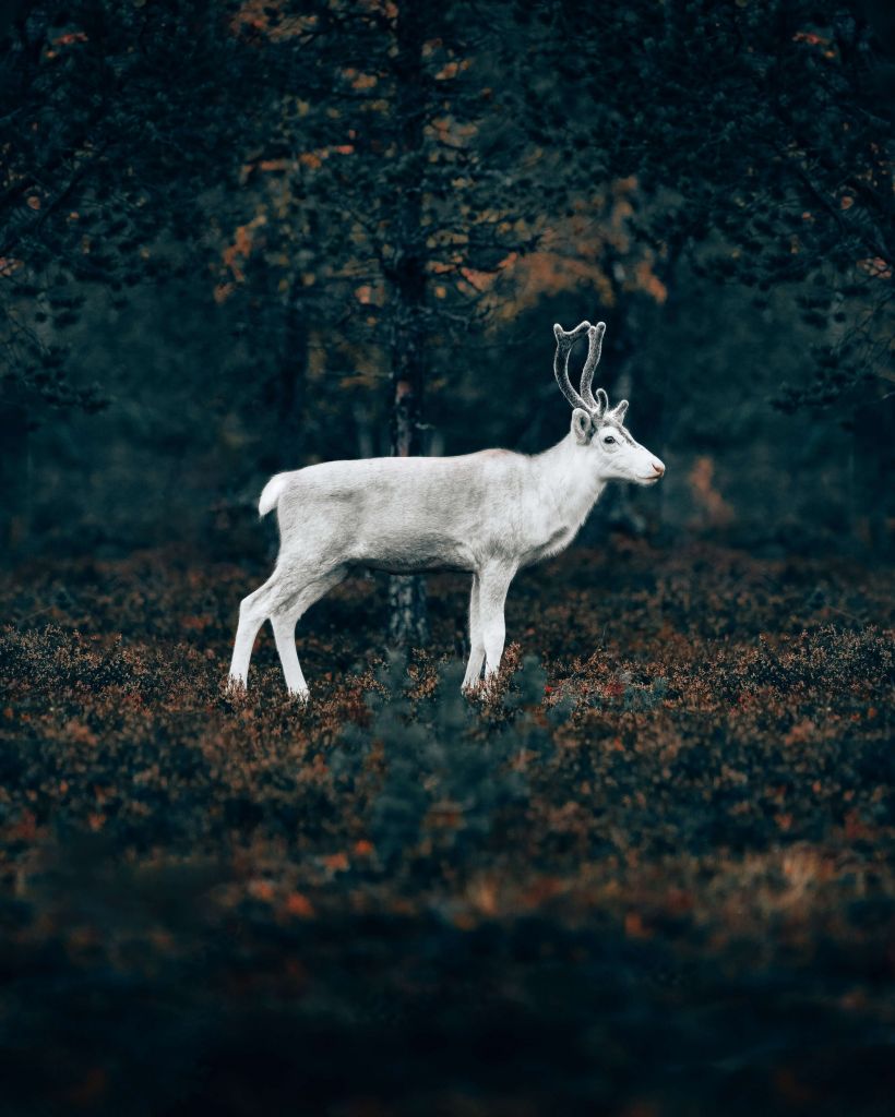 Petit renne blanc