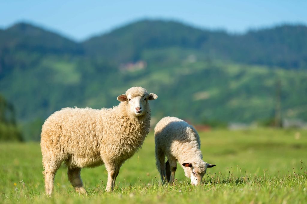 Deux moutons dans un pré