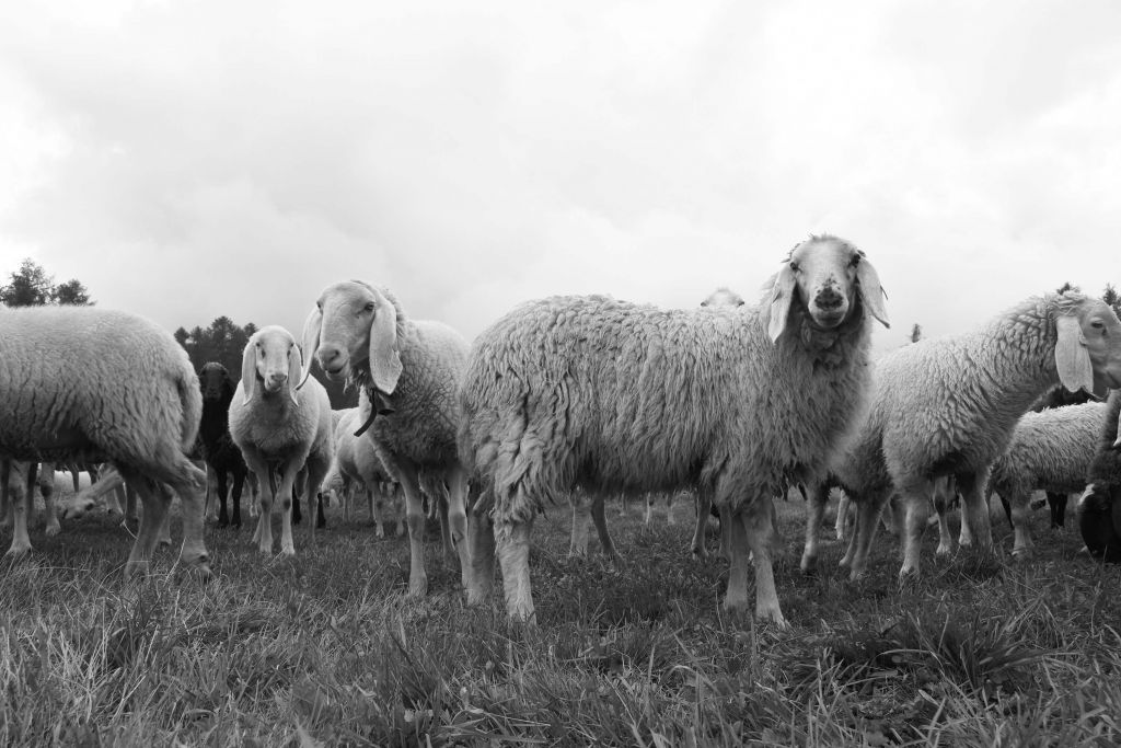 Troupeau de moutons en noir et blanc