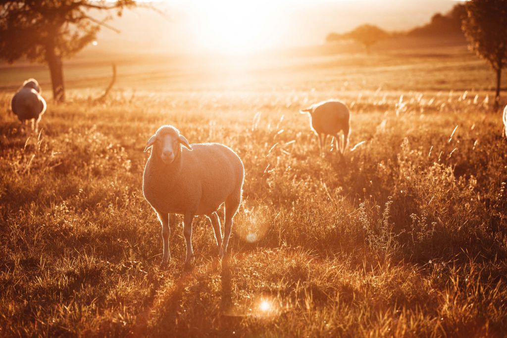 Moutons dans un beau pâturage