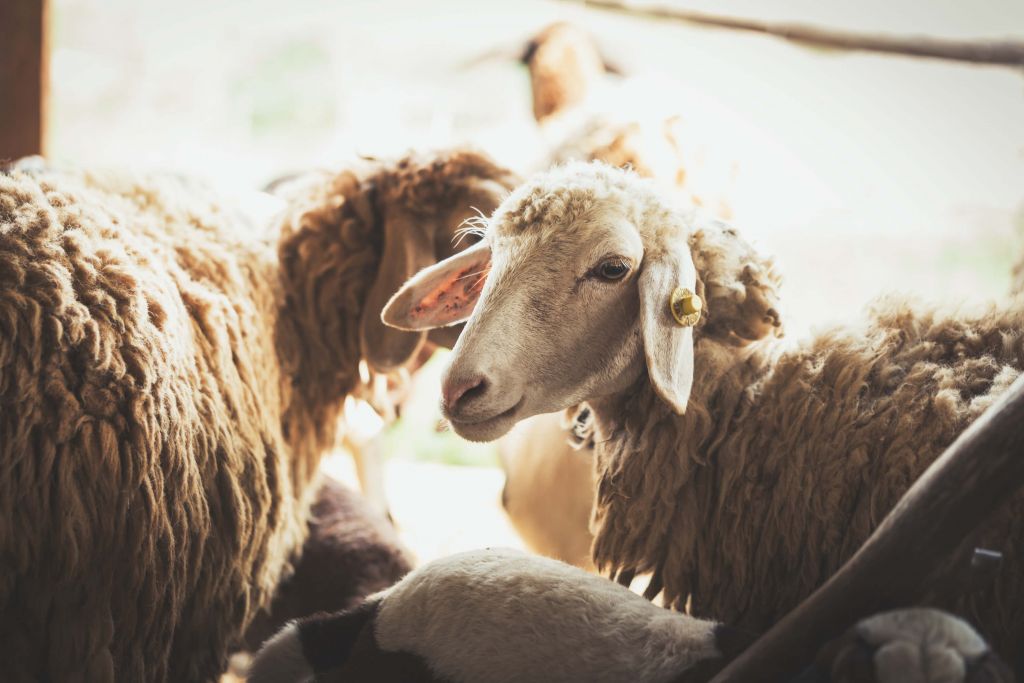 Mouton dans une étable