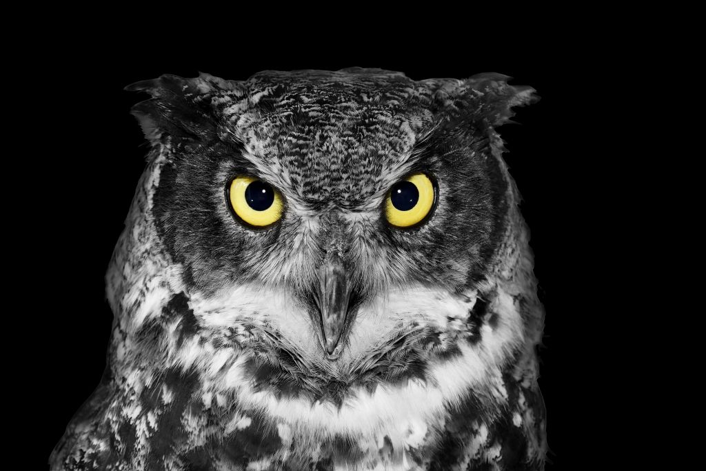 Hibou en gros plan aux yeux jaunes