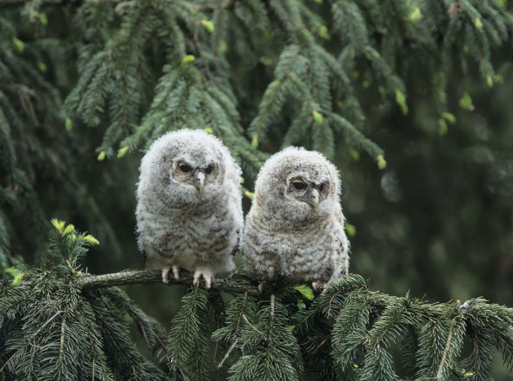 Deux petites chouettes dans une forêt verte
