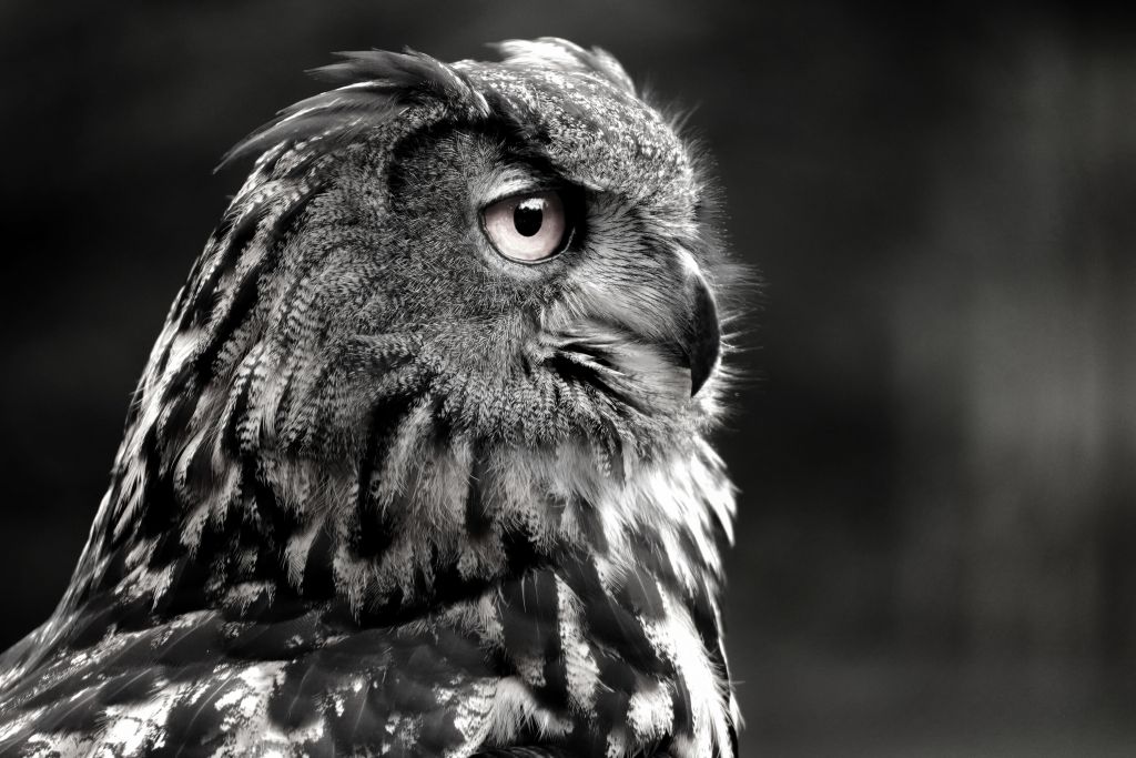 Hibou en gros plan noir et blanc