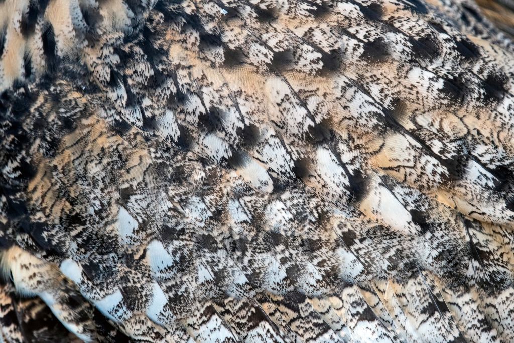 Plumes de chouette