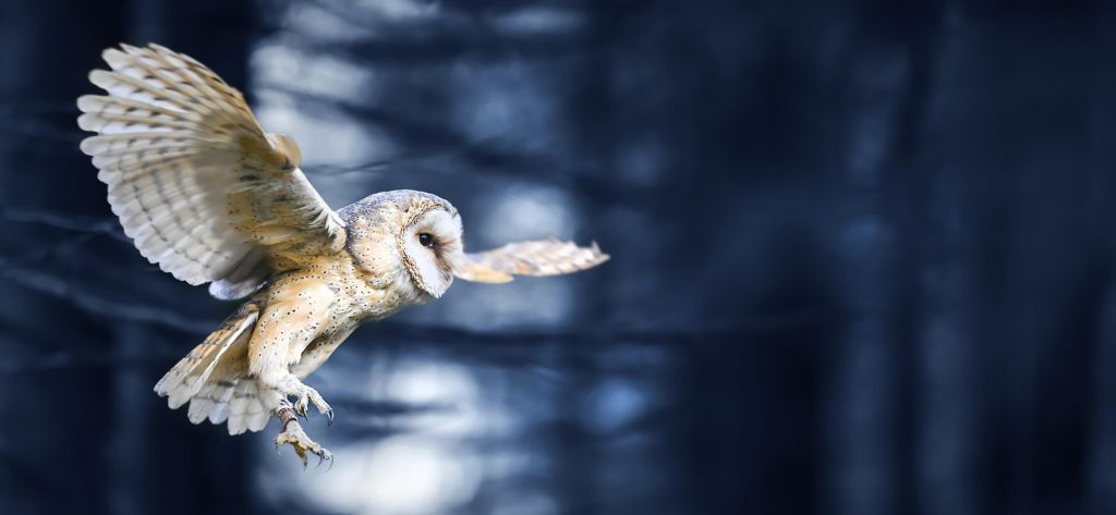 Chouette en vol dans la forêt