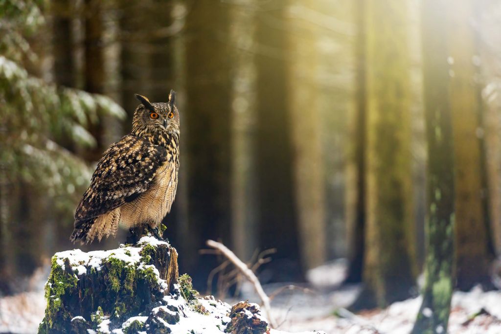 Chouette dans une forêt enneigée