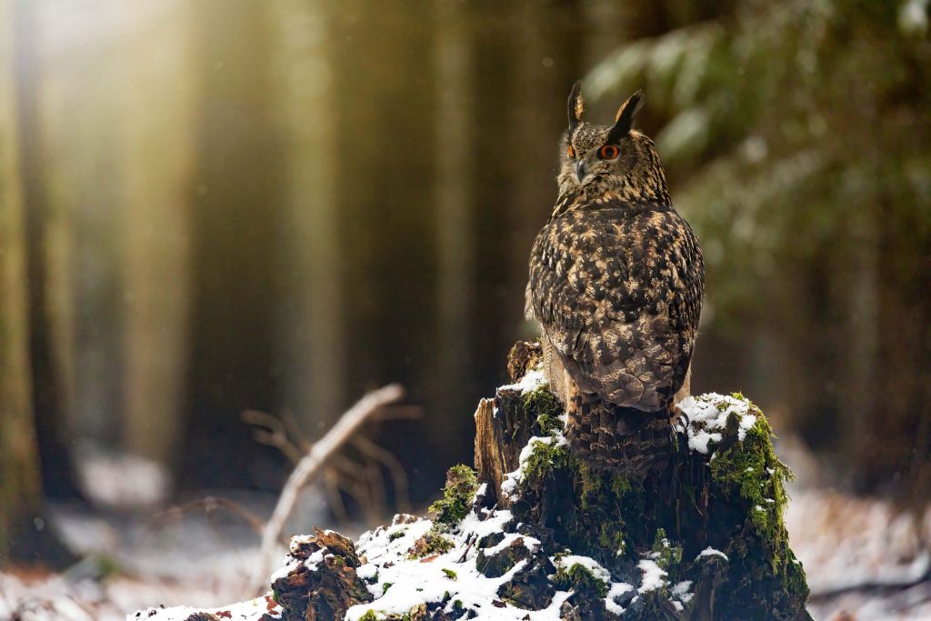 Hibou sur un tronc d'arbre enneigé