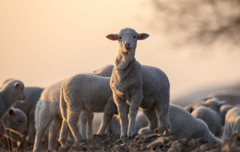 Mouton majestueux