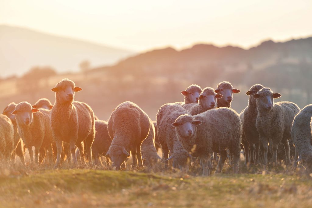 Moutons en gros plan