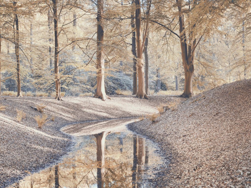 Ruisseau dans la forêt - pastel