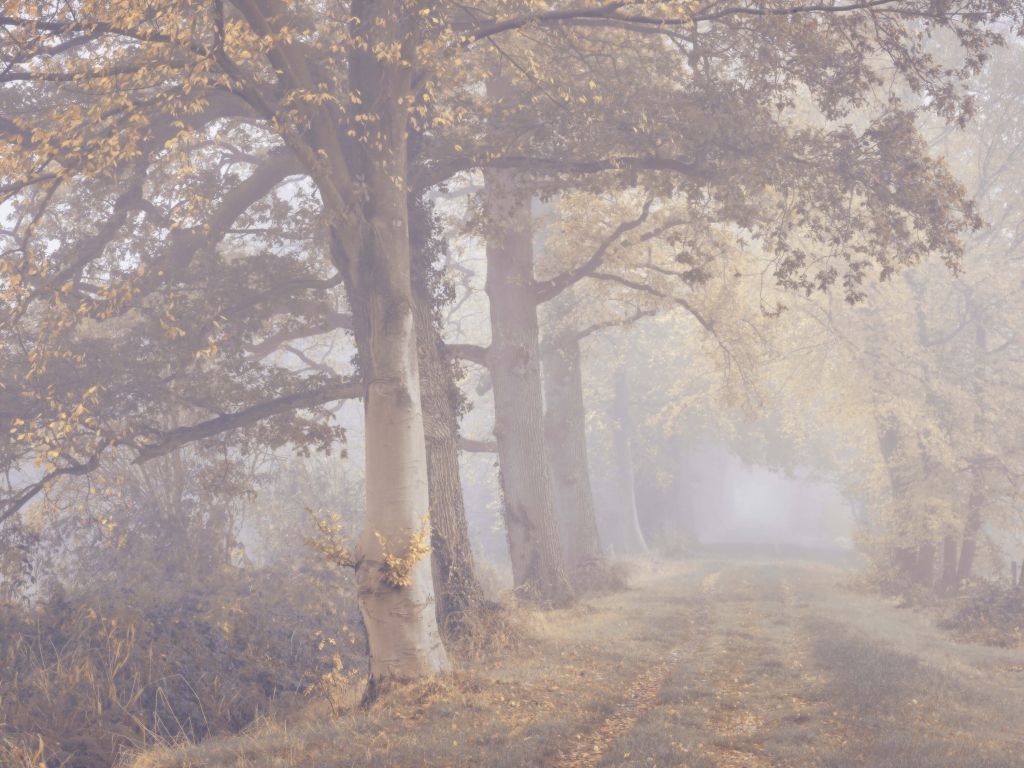 Route brumeuse avec des arbres