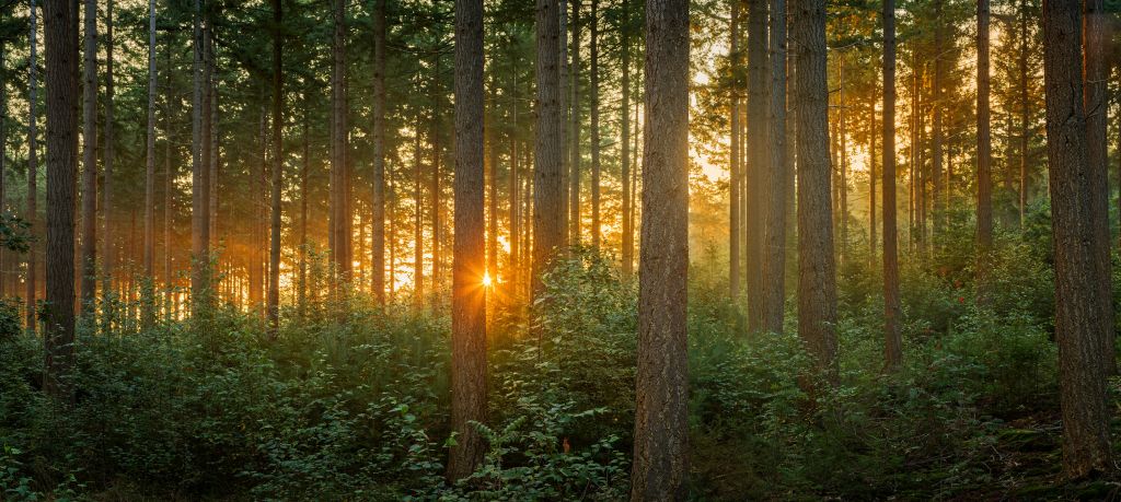 Rayons de soleil dans une forêt de conifères