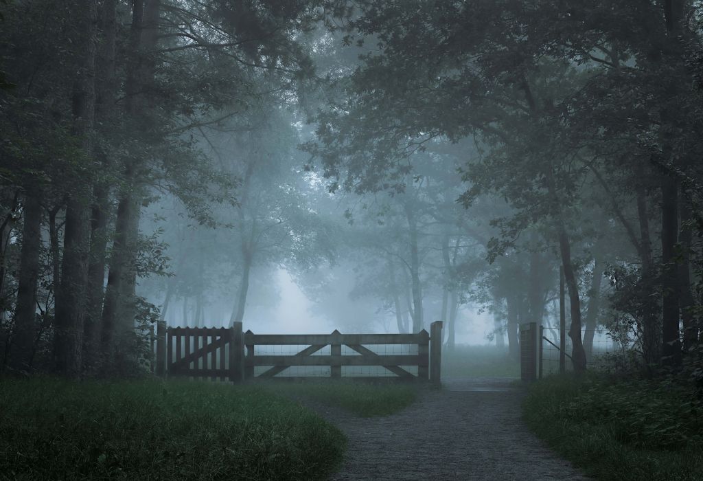 Chemin forestier brumeux