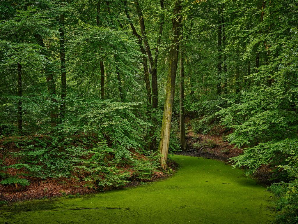 Ruisseau avec des lentilles d'eau dans les bois