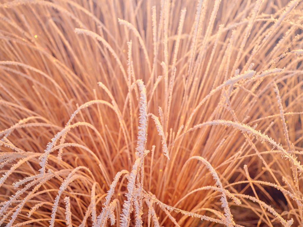 Herbes gelées