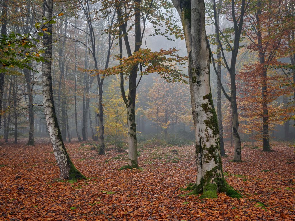Forêt de bouleaux en automne
