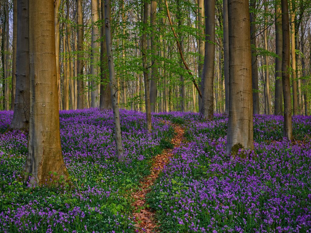 Joli chemin à travers la forêt