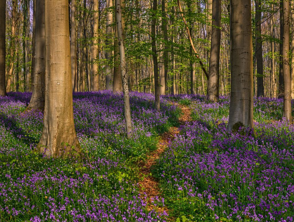 Chemin à travers une forêt avec des jacinthes