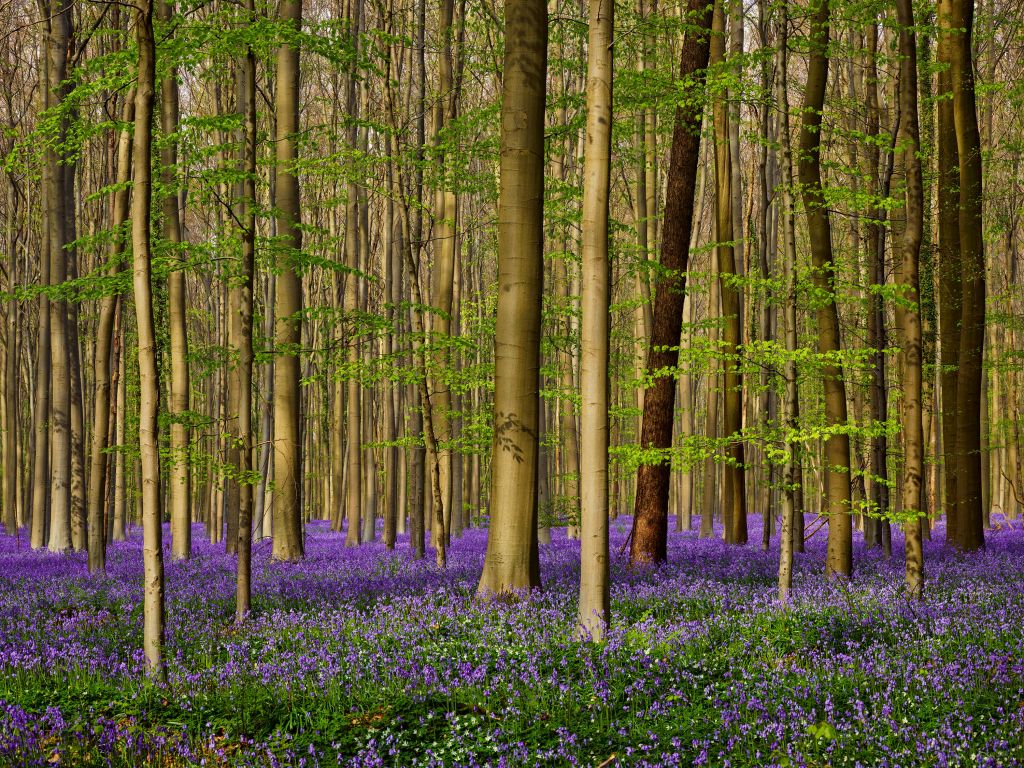 Forêt avec jacinthes des bois