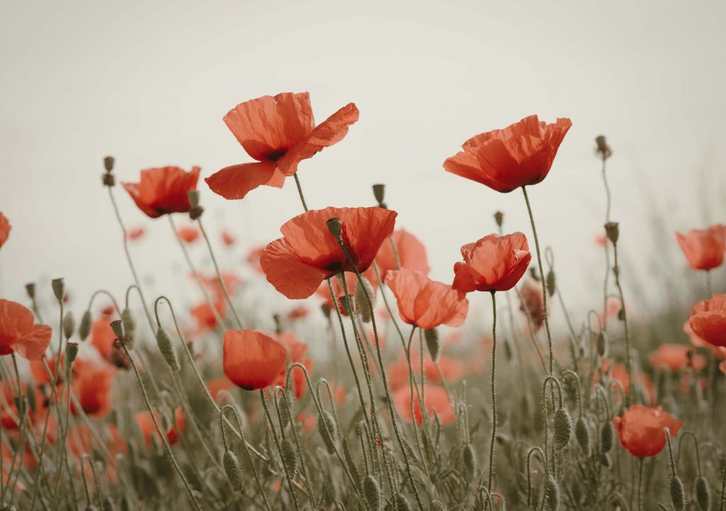 Coquelicots aux couleurs vintage