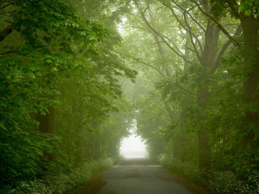 Forêt verte avec chemin brumeux