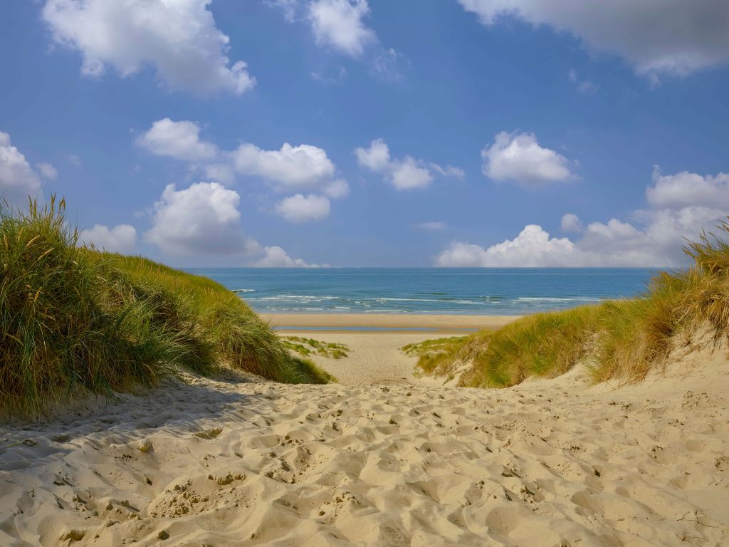 Promenade à travers les dunes