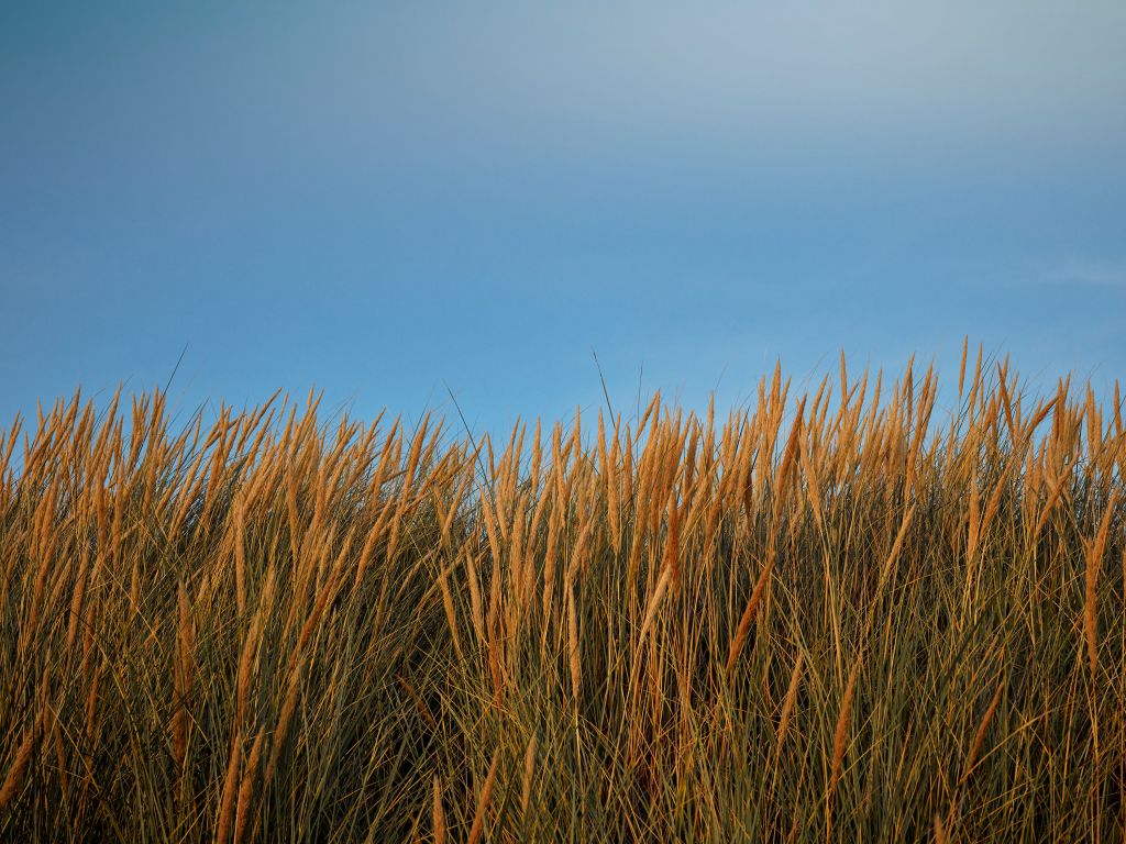 Herbe des dunes