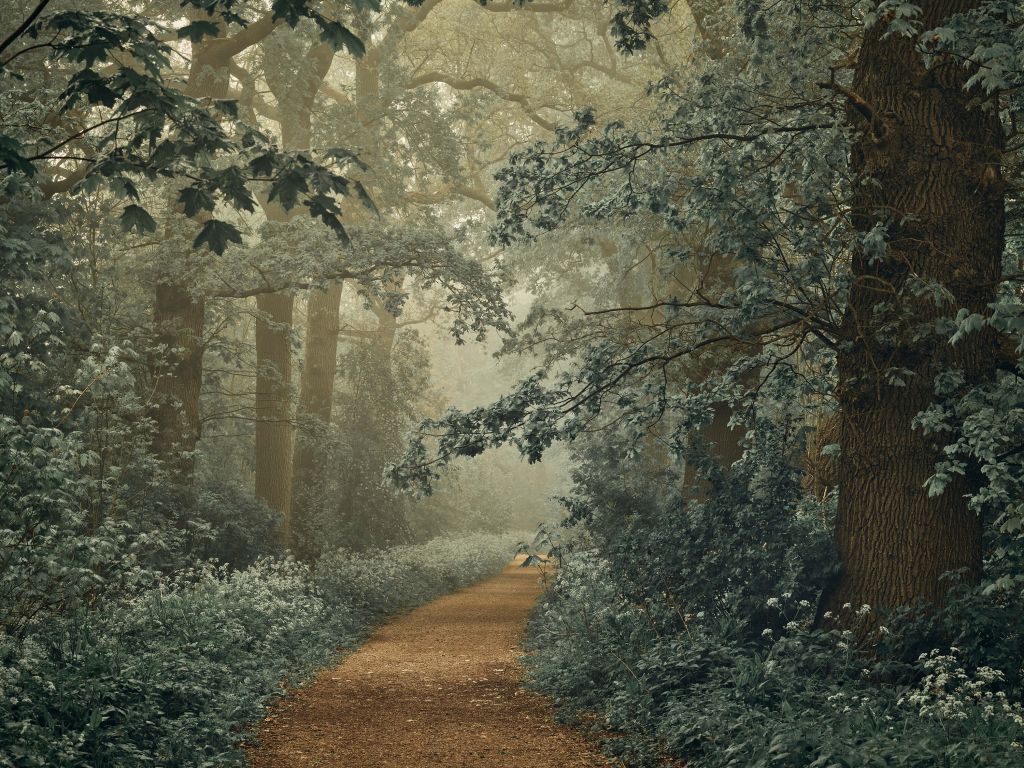 Chemin à travers la forêt avec du brouillard