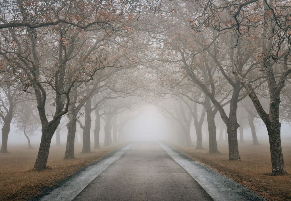 Route avec de vieux arbres