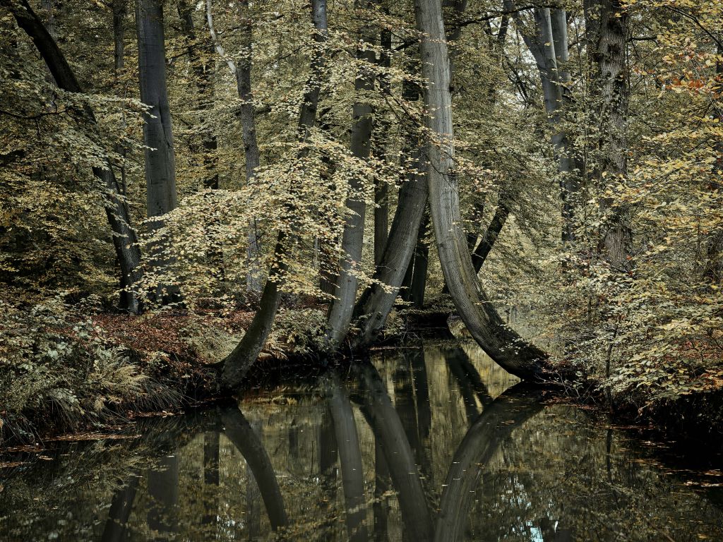 Ruisseau avec des arbres suspendus
