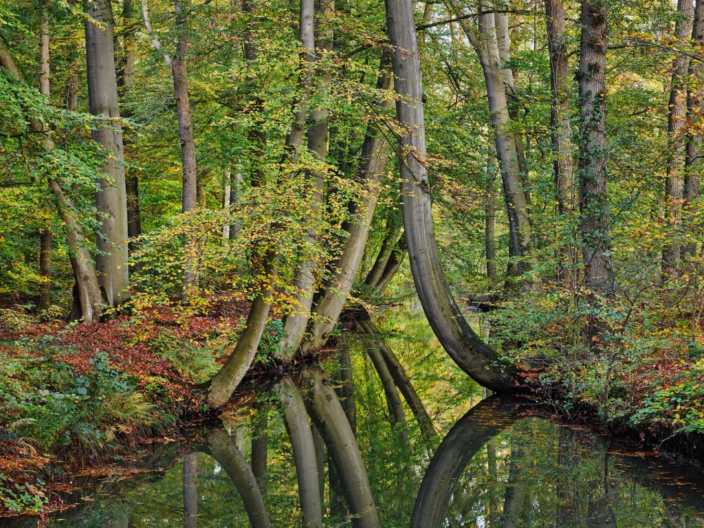 Réflexion d'arbres courbés