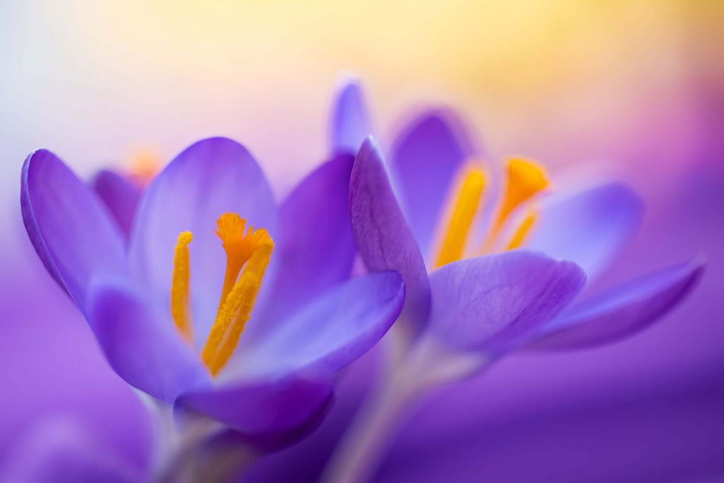 Crocus violets de rêve