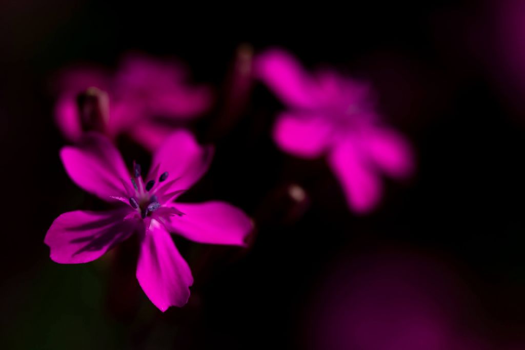 Explosion de fleurs rose vif