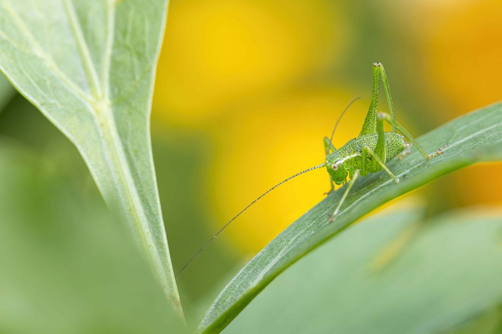 Sauterelle sur une feuille de sauge