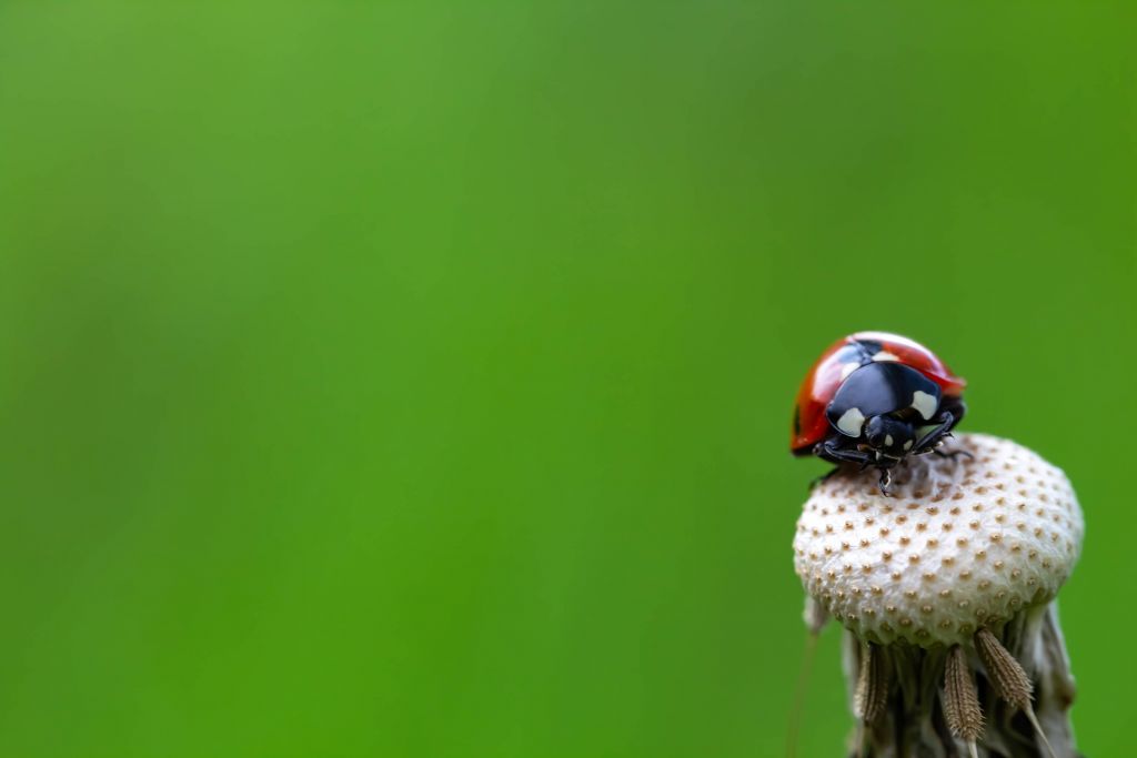 Coccinelle assise sur un pissenlit