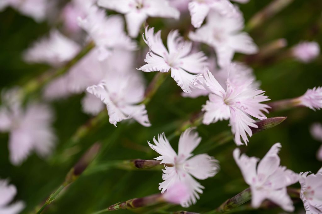 Petites fleurs roses dans le vent