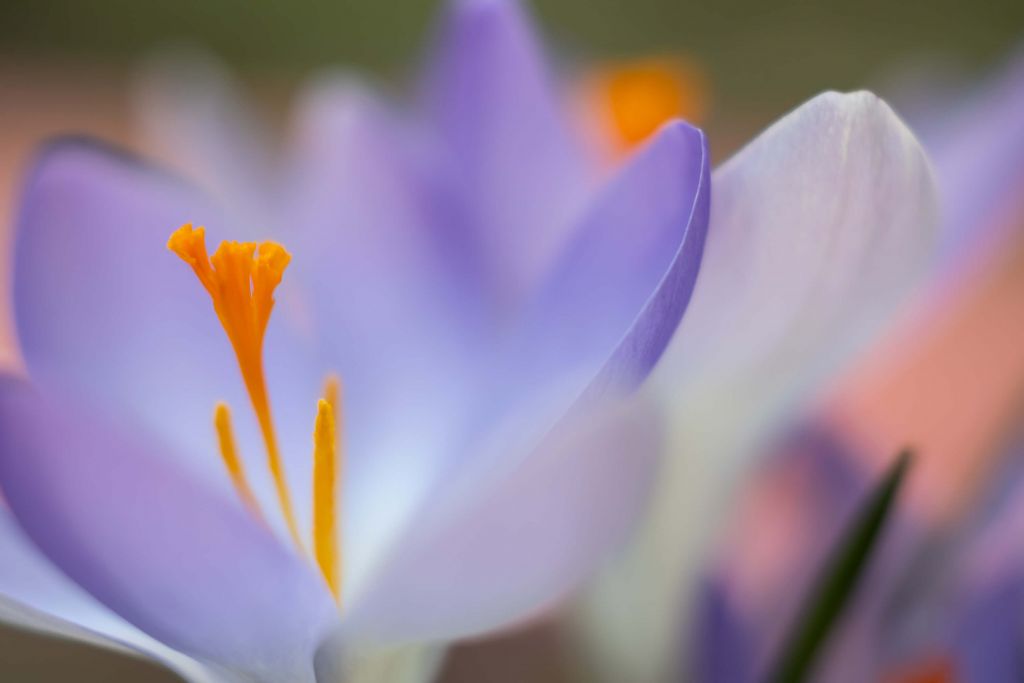 Crocus pastel