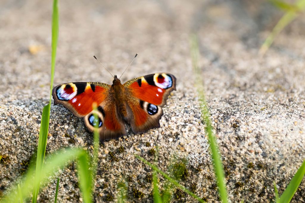 Papillon paon