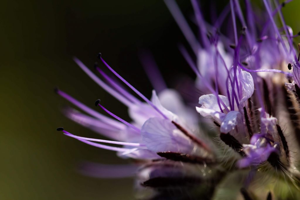 Le violet dans l'abstrait