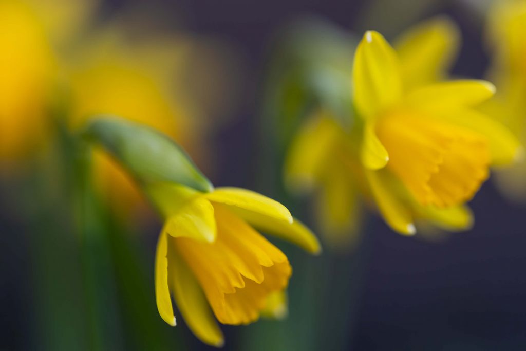 Jonquilles ensoleillées