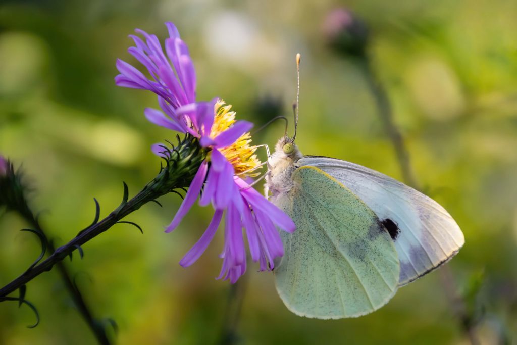 Papillon blanc dans la lumière