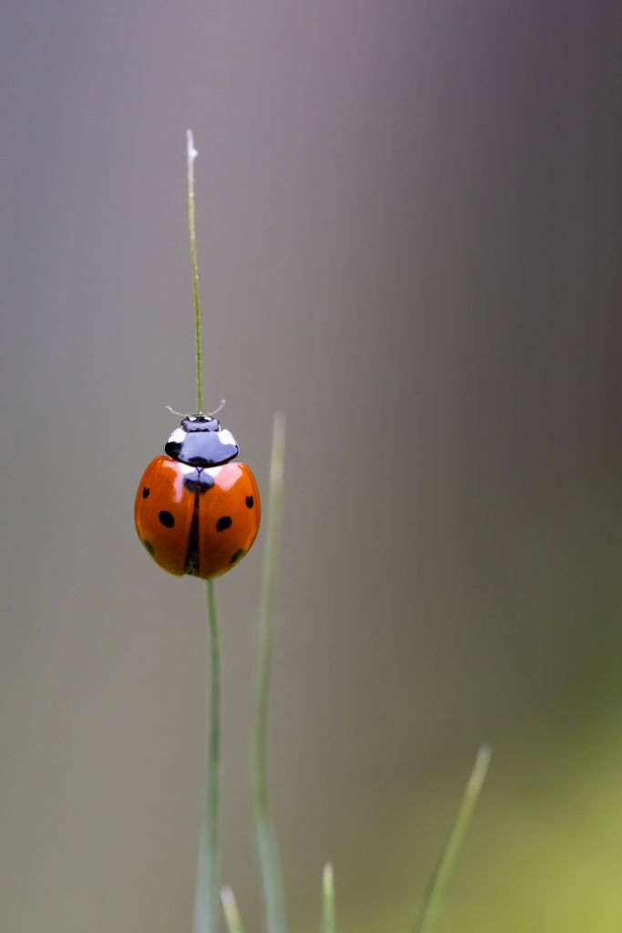 Coccinelle sur un brin d'herbe