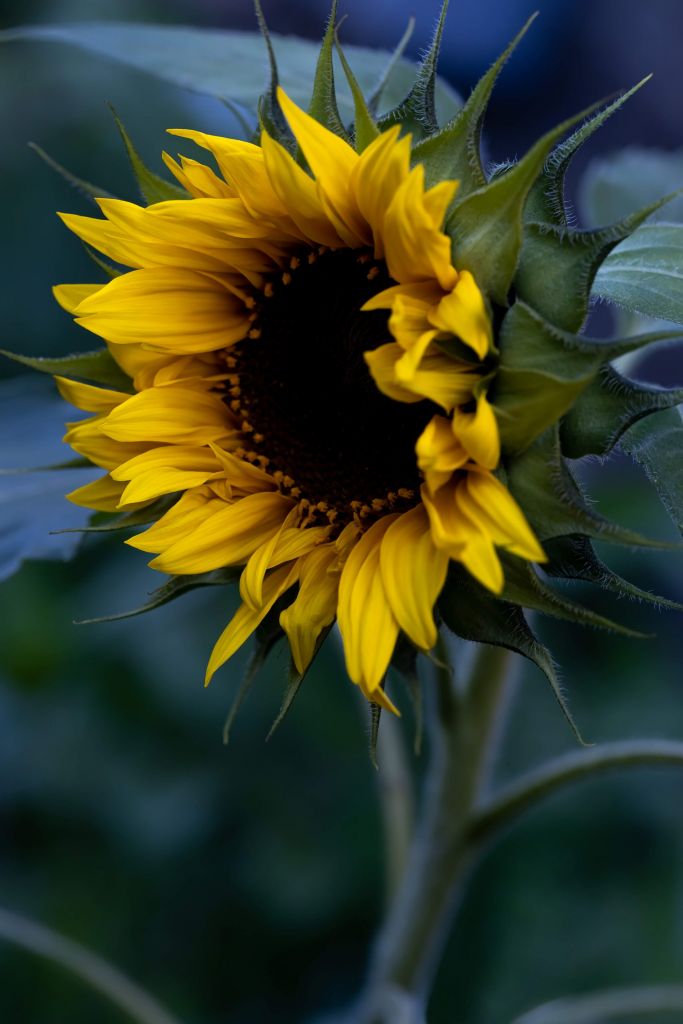 Tournesol d'humeur