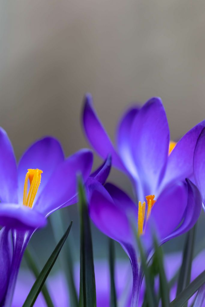 Crocus pourpres