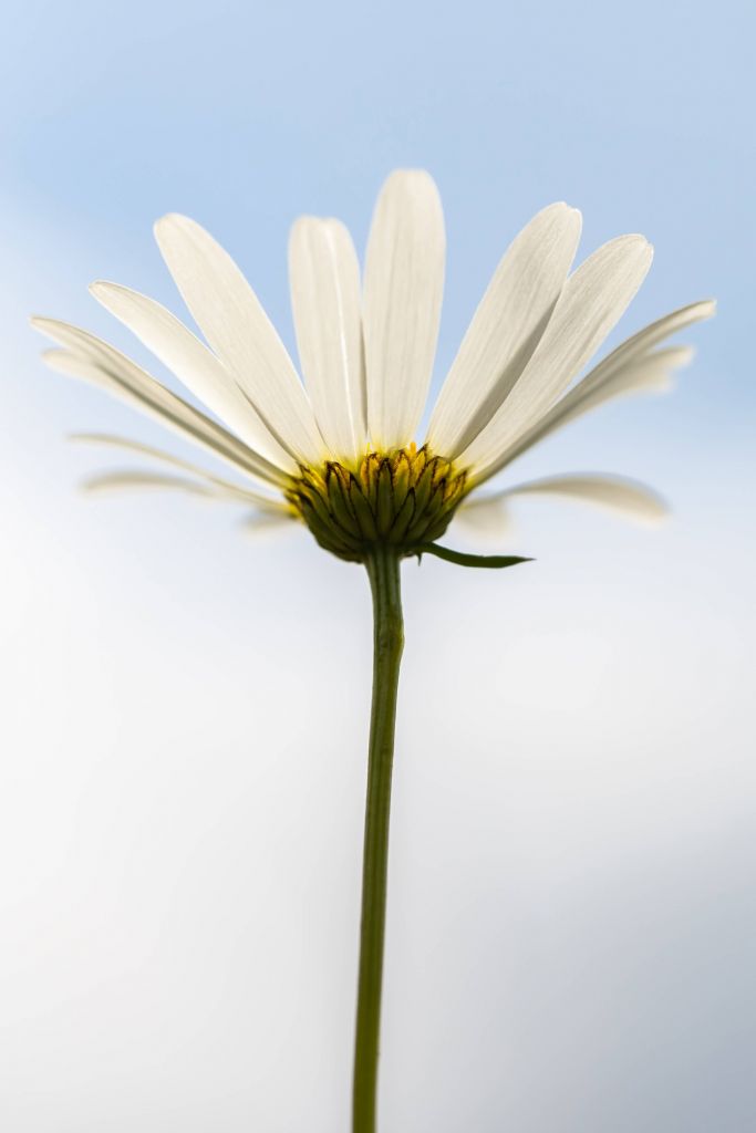 Marguerites blanches dans le ciel