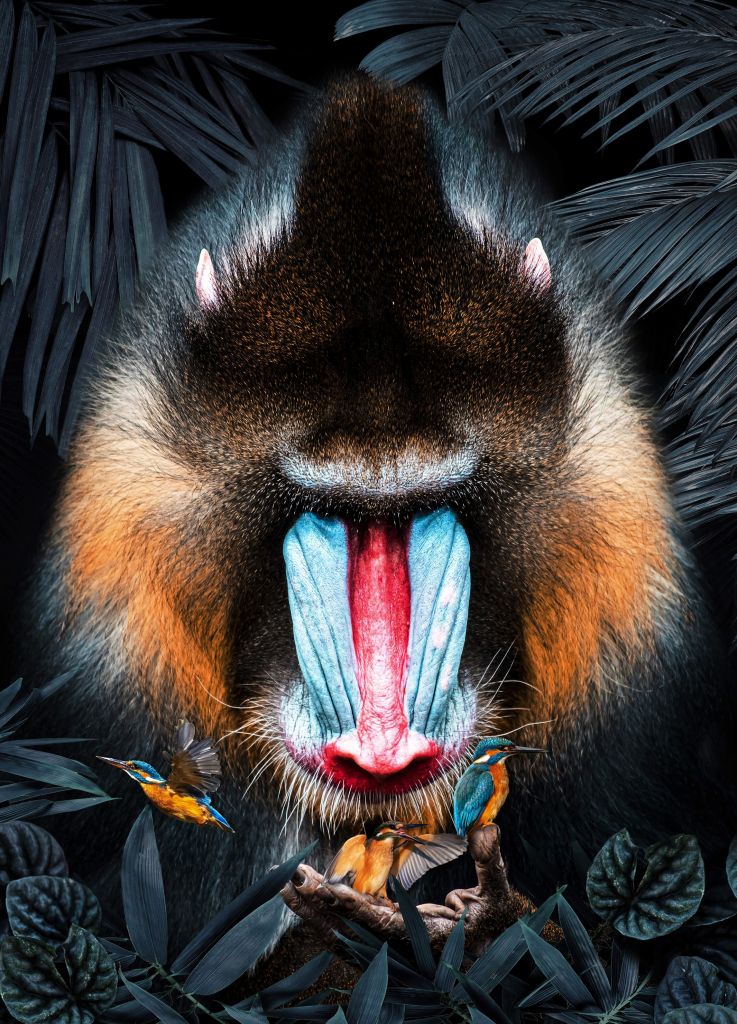 Mandrill Portrait